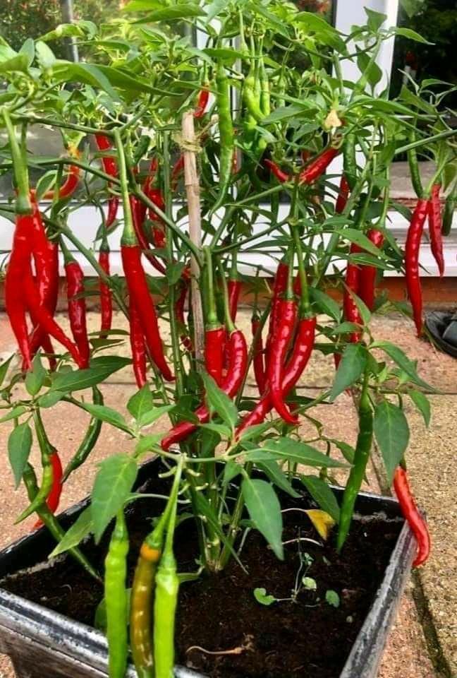 A healthy peppers plant in pot