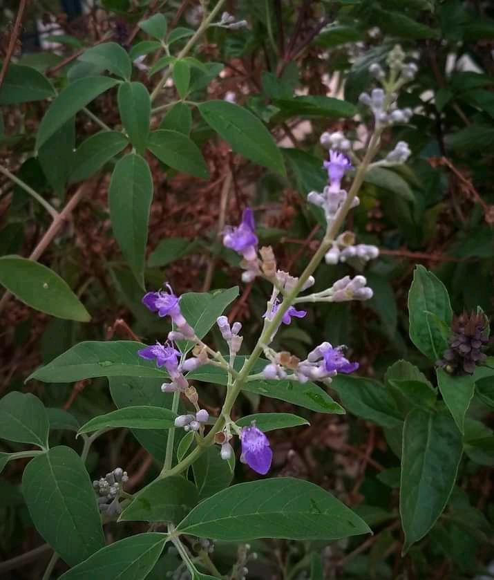 Advantage of nishinda flower: