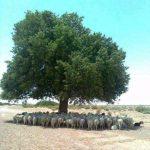 Importance of trees in our daily life
