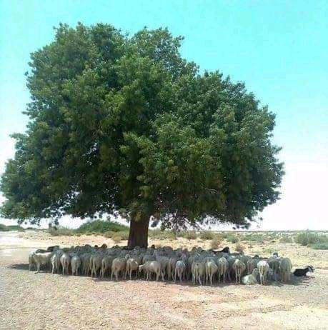 Importance of trees in our daily life.