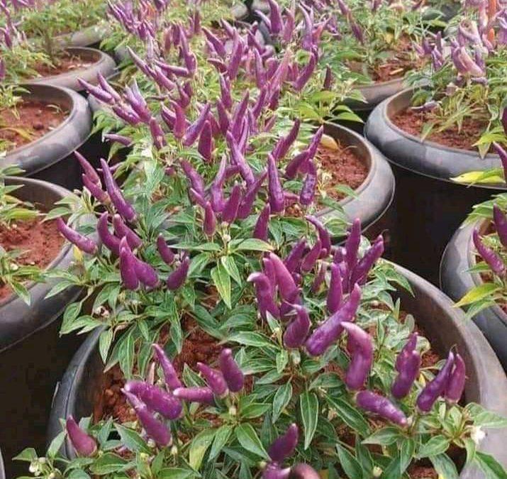 Peppers cultivation in pot