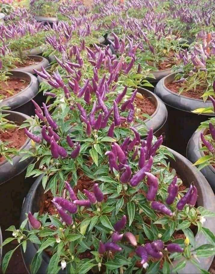 Peppers cultivation in pot