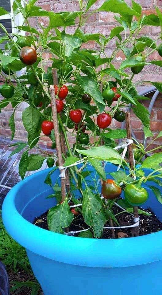 Peppers cultivation on a plastic pot