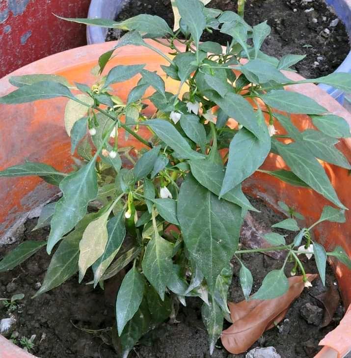 Selection of seedlings for peppers cultivation and planting it in pots.