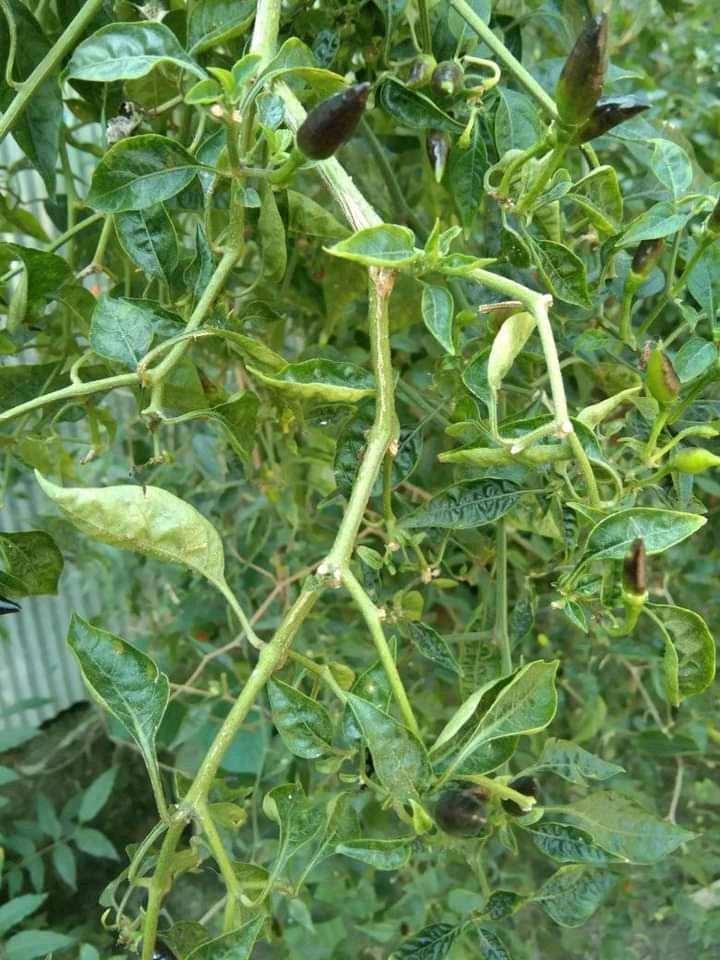 pepper plants infected with the virus