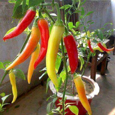 peppers cultivation in the Earthenware pot