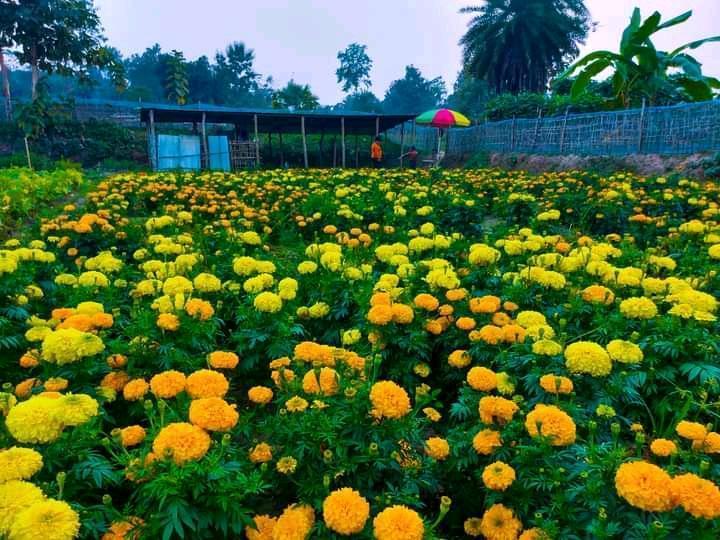 marigold flower for marigold lover