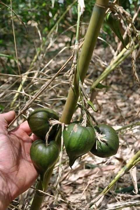 Bamboo fruit