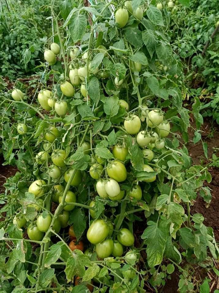 Tomato benefits