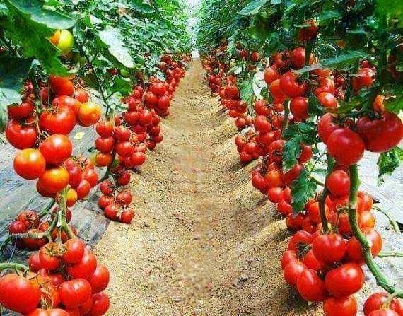 How to Plant, Grow and Care for Tomatoes