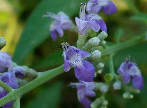 Importance of nishinda flower