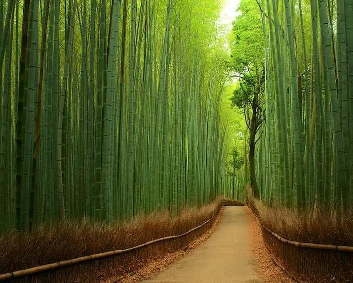 Bamboo | Bambusa arundinacea