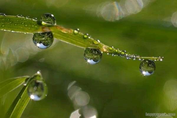 Dew drops on Grass
