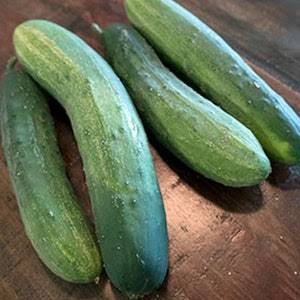 Camaro (European) cucumber