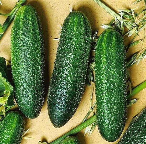 Cool Breeze (India) cucumber