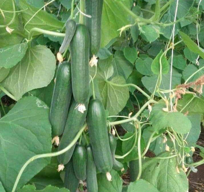 Cucumber cultivation | All information are one place