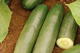 Darlington Cucumber