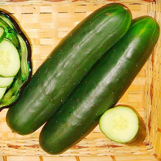 Dominator cucumber