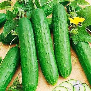 Fanfare Cucumber