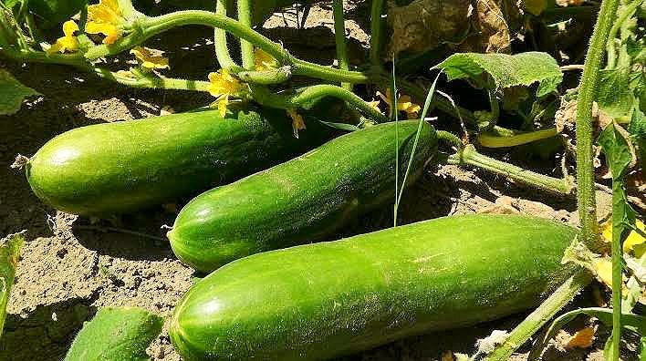 Fatum Cucumber