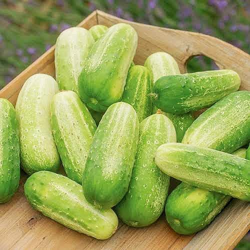 Gherkin Cucumber