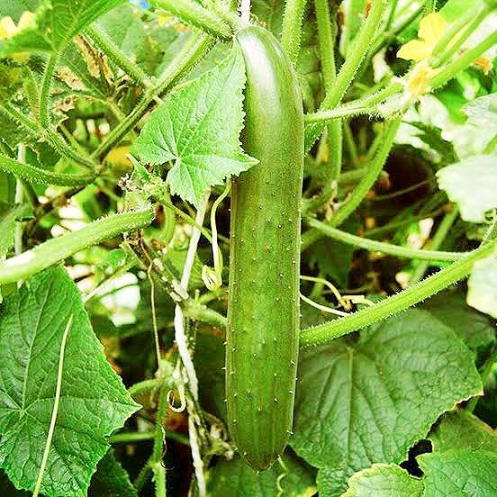Green Finger Cucumber