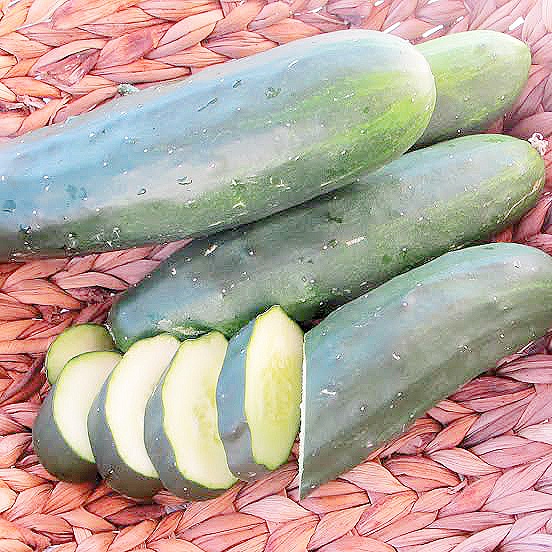 Marketmore 97 cucumber