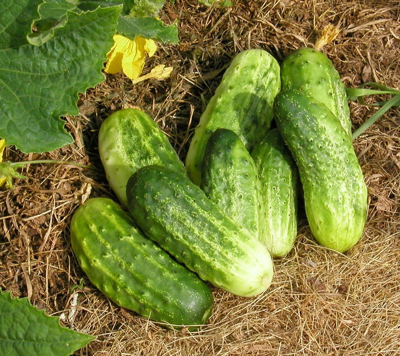 Northern Pickling cucumber
