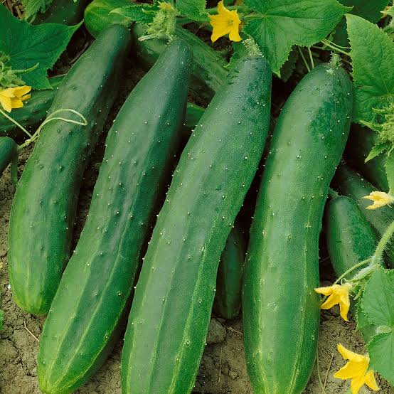 Straight Eight Elite cucumber