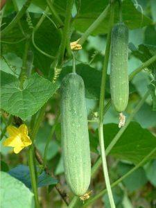 Types of Cucumber