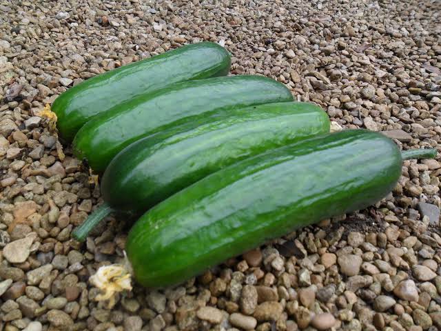 Zeina cucumber