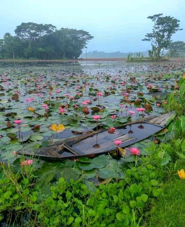 Water Lily Flower Meaning In Telugu Best Flower Site