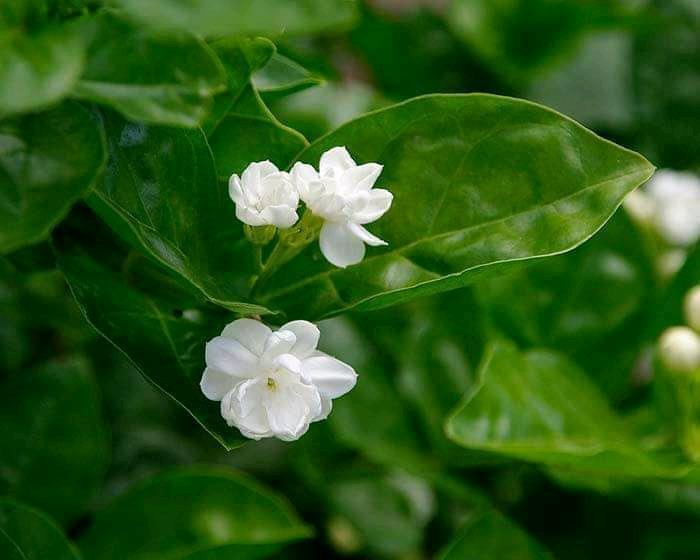 Beli flower or Jasminum sambac