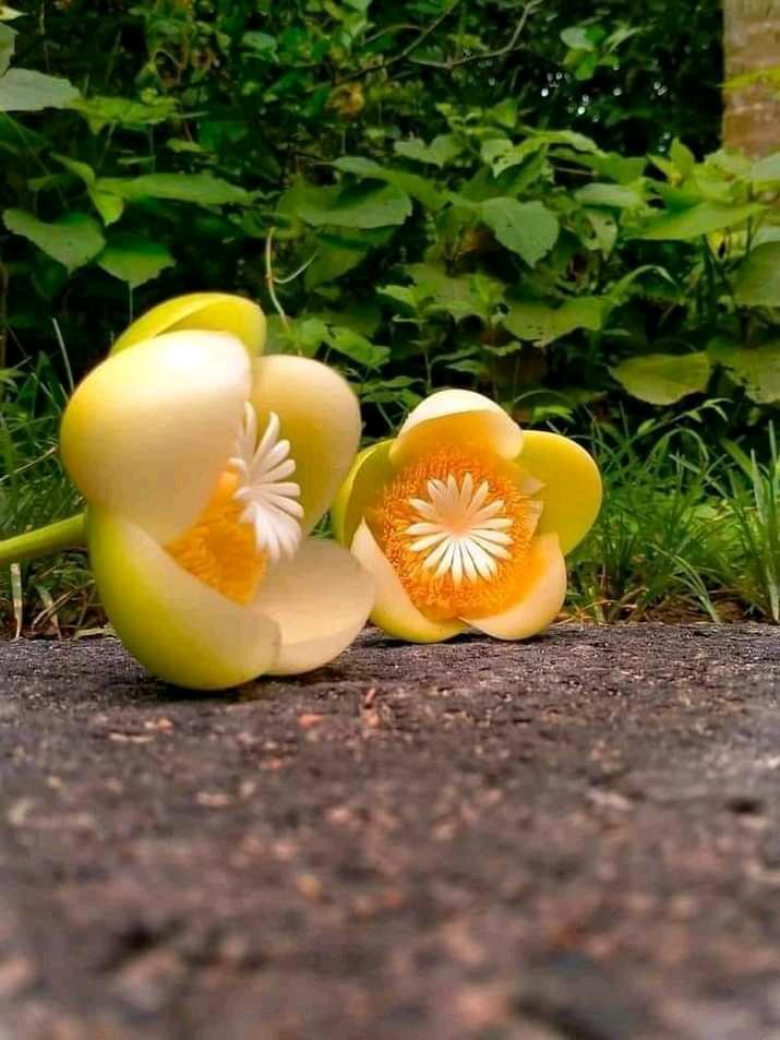 Elephant apple flowers.