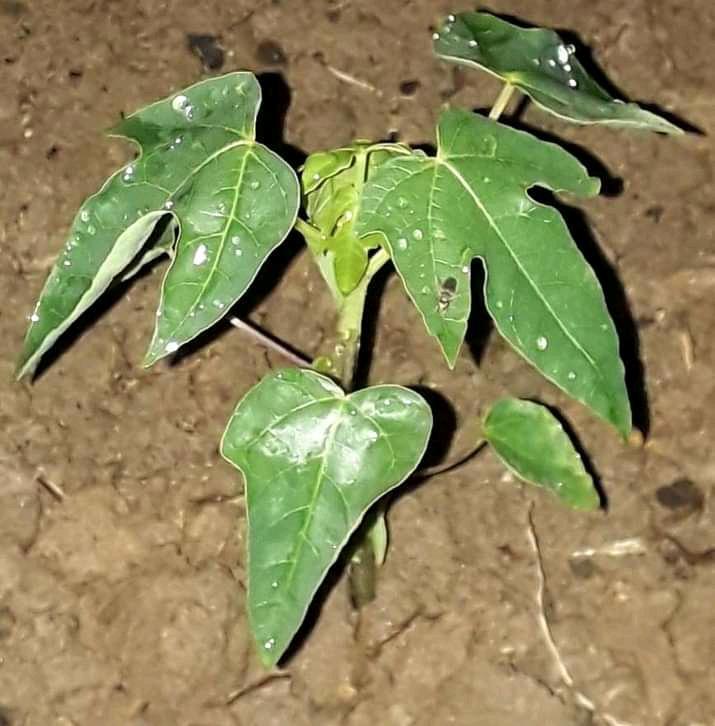 Papaya plants