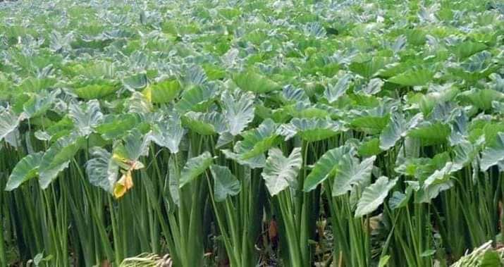 Taro Plant is a nutritious and versatile medicinal vegetable