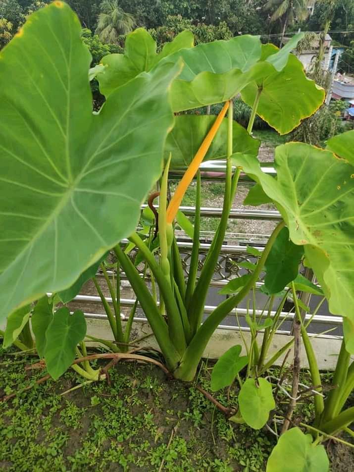 Taro plant flower.