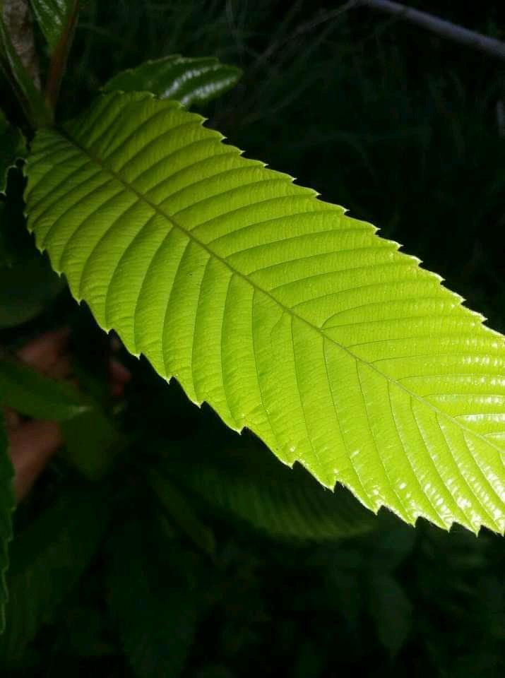 elephant apple leaves