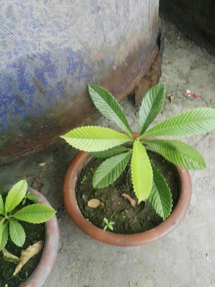 elephant apple plant in a tub