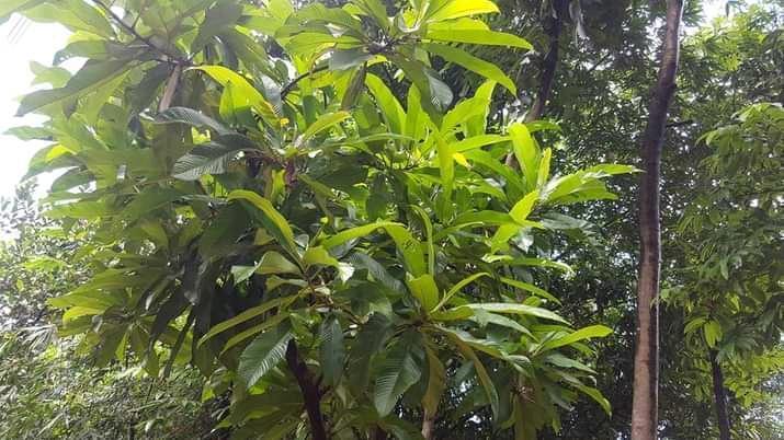 Elephant apple tree