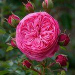juliet rose flower