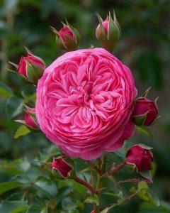 juliet rose flower