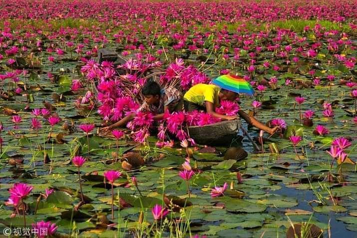 Children collecting water lily from a flood area.