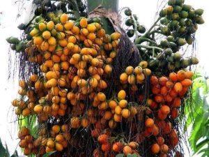 Areca nut
