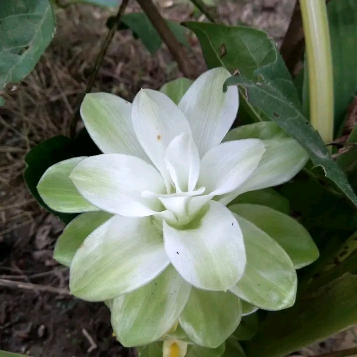 Curcuma longa flower
