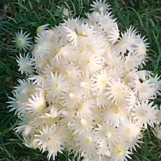Mimusops elegani flower