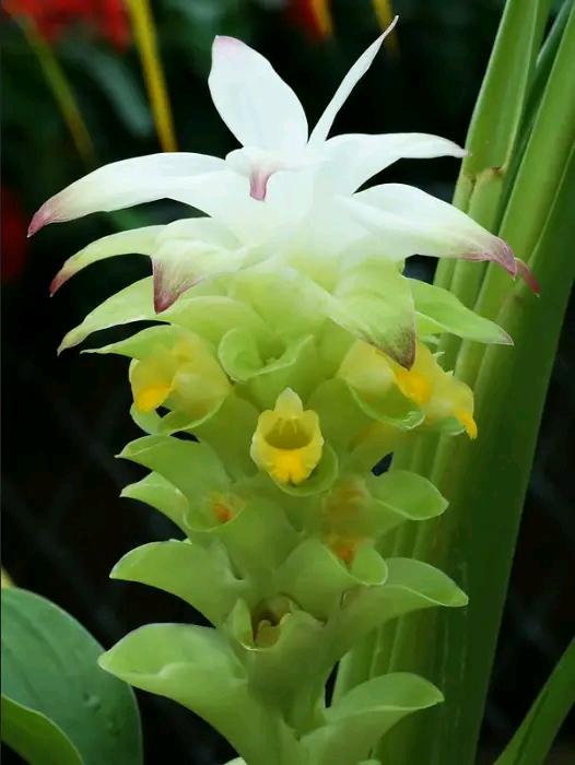 Turmeric or Curcuma longa flower