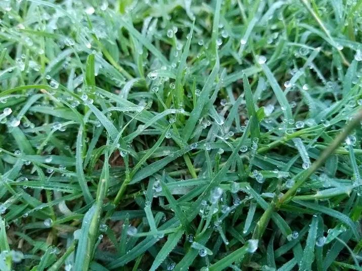 Bermuda grass