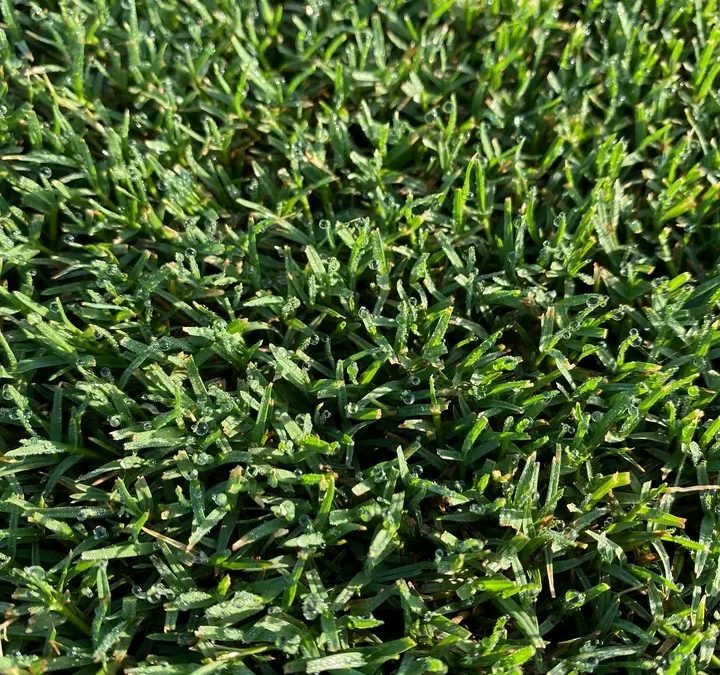 Bermuda grass(Cynodon dactylon)