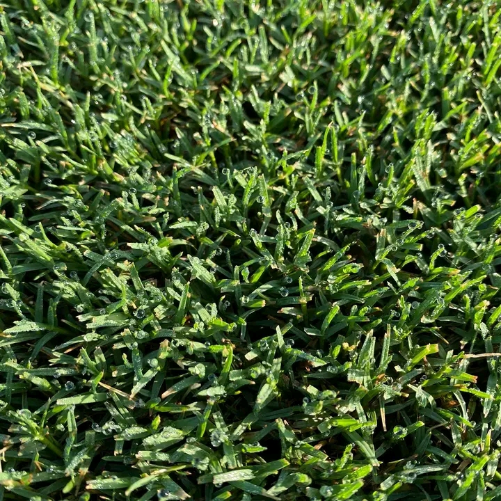 Bermuda grass(Cynodon dactylon)